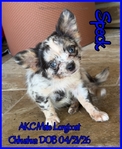 AKC Long and Smooth Coat Chihuahuas