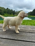 Yellow Female/Cream White Male Labrador Puppies