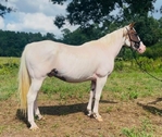 Grade Paint Gelding