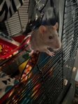 2 Rats & Cage