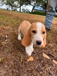 Beagle Male AKC