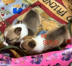 Pembroke corgi pups AKC