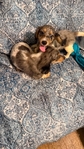 Beautiful Mini Dachshund Puppies