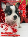 AKC Valentine Applehead Chihuahuas