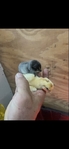 Baby chicks