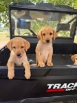 AKC Yellow Labradore puppies