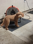 8 month old mini goldendoodle- male
