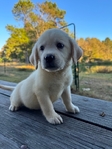 Yellow and Black English Labrador Retriever Pups