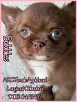 AKC Chocolate Applehead Longcoat Chihuahuas