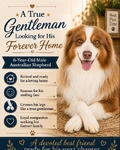 Stover's Australian Shepherds, LLC