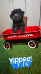 YorkiPoo  male  $600