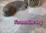 Cane Corso (italian mastiff) puppies!