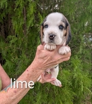 Akc Beagle Puppies