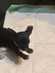 AKC Chihuahuas