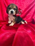 Beagle puppies AKC