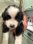 MINIATURE AUSTRALIAN SHEPHERD PUPPIES