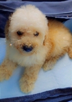 Maltipoo Puppy for Sale