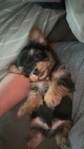 Toy yorkies