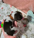 Beautiful Dauschund puppies ( 2 different  litters)