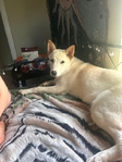 Female Heeler/German Shepherd 9 months
