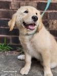 Golden/Collie Puppies