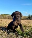 Solid Black Male Great Dane Puppy