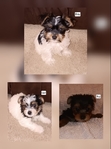 Yorkie Puppies, CKC Registered