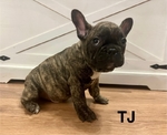 French Bulldog puppies