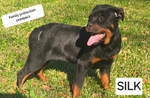 Silk (4month old European Rottweiler )