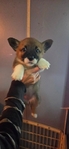 Pembroke Welsh Corgi Puppies