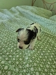 For Sale Parti Yorkies