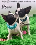 AKC Registered Male Applehead Chihuahuas