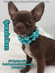 Stunning AKC Green Eyed Male Applehead Chihuahua