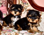 AKC Yorkie Puppies