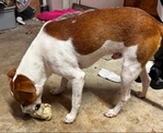 Male Terrier Mix $20 *Sweet Boy* ( found abandoned) Very young