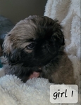 Pekingese Puppies