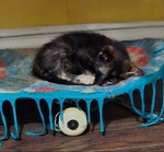 Free kittens, July 19th 2025 birthday, 2 males and 3 females!