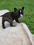 50/50 Frenchtons