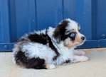 Toy Australian Shepherd male registered