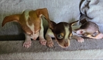 CHIWEENIE  CUTE  PUPPIES 7 WEEKS OLD