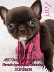 AKC Micro Mother’s Day Applehead Chihuahuas