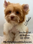 AKC Mini Male Exotic Colored Yorkies