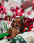 Beautiful Dachshund Puppies