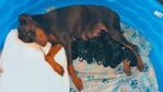 AKC bloodline Doberman puppies