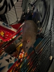2 Rats & Cage