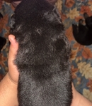 Full blooded German Shepherd pups