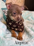 Absolutely Stunning Male Lilac & Tan Chihuahua