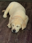 Yellow and Black Male Labrador Retriever Pups