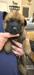 AKC REGISTERED WORKING BELGIAN MALINOIS PUPS