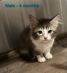 FREE!!!!!  Adorable Cats